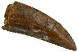 Serrated Raptor Premaxillary Tooth - Real Dinosaur Tooth #295970-1